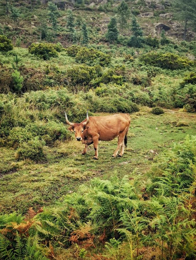 Casa Da Cuca Villa Campo do Geres Ngoại thất bức ảnh